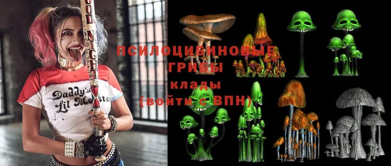 Галлюциногенные грибы Psilocybe  Оленегорск 